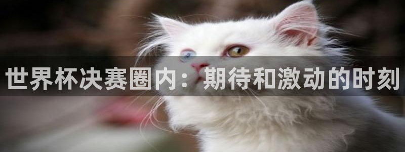 世界杯足球2026：世界杯决赛圈内：期待和激动的时刻
