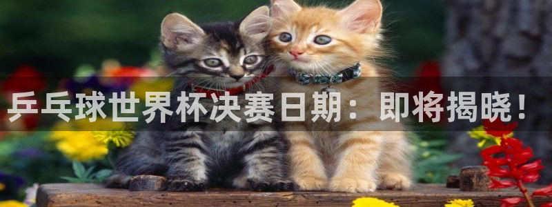 世界杯 2026：乒乓球世界杯决赛日期：即将揭晓！